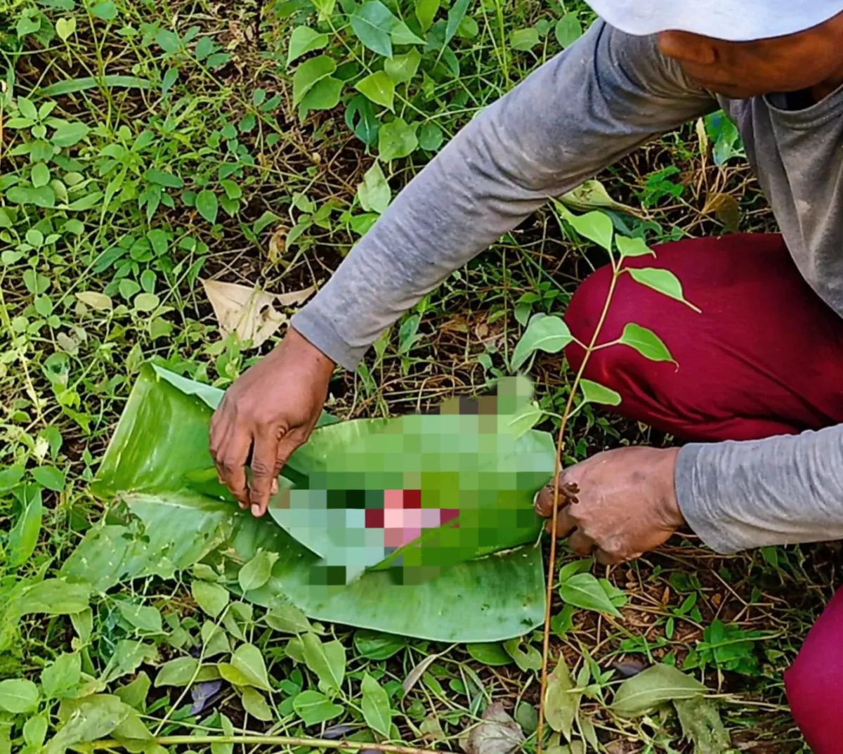 Geger! Janin Bayi Laki-Laki Berusia 7-8 Bulan Ditemukan Terpisah Kepala di Semak-Semak Kobi Maluku Tengah, Diduga Korban Aborsi Keji Dibungkus Daun Pisang