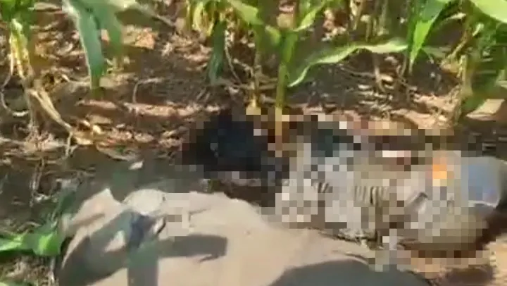Geger Wonosalam! Mayat Pria Membusuk Ditemukan di Ladang Jagung Dusun Babatan Jombang
