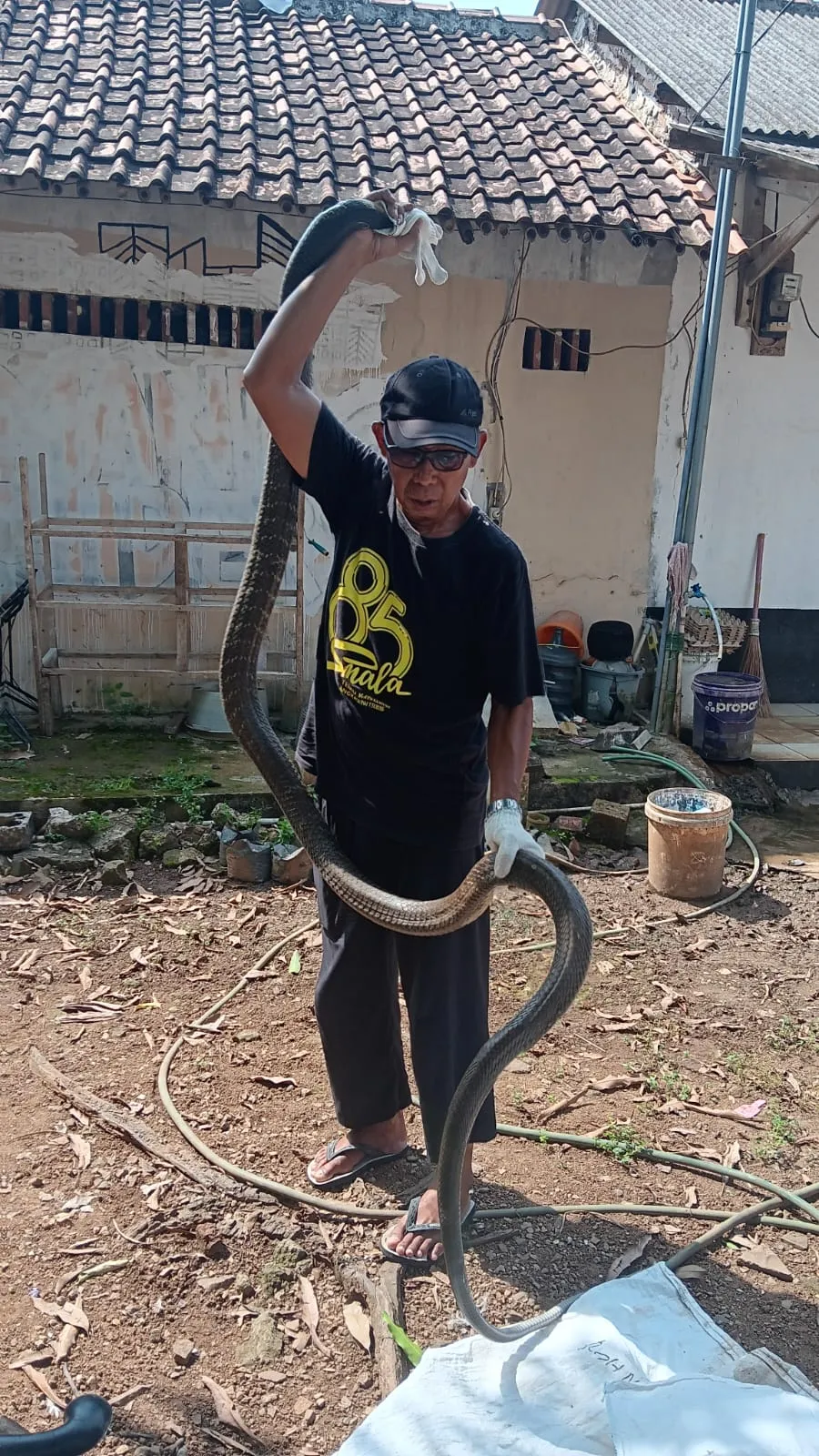 Heboh! Ular King Kobra Raksasa 4 Meter  di Rumah Warga GPA Serang"