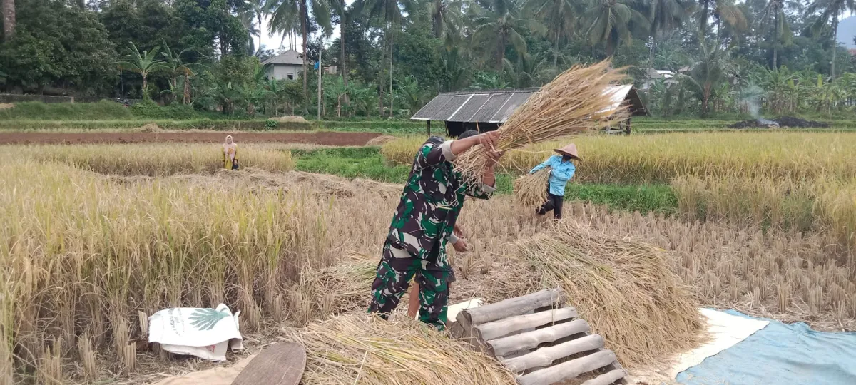Babinsa Koramil 0105/Mandalawangi Serda Hadiri Dampingi Petani Kelompok Tani