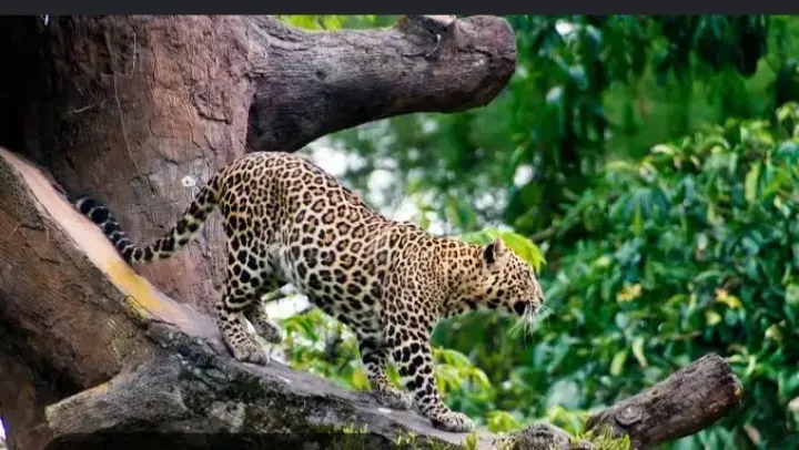 Mengintip Peran Vital Macan Tutul Jawa, Sang Predator Puncak di Taman Nasional Ujung Kulon