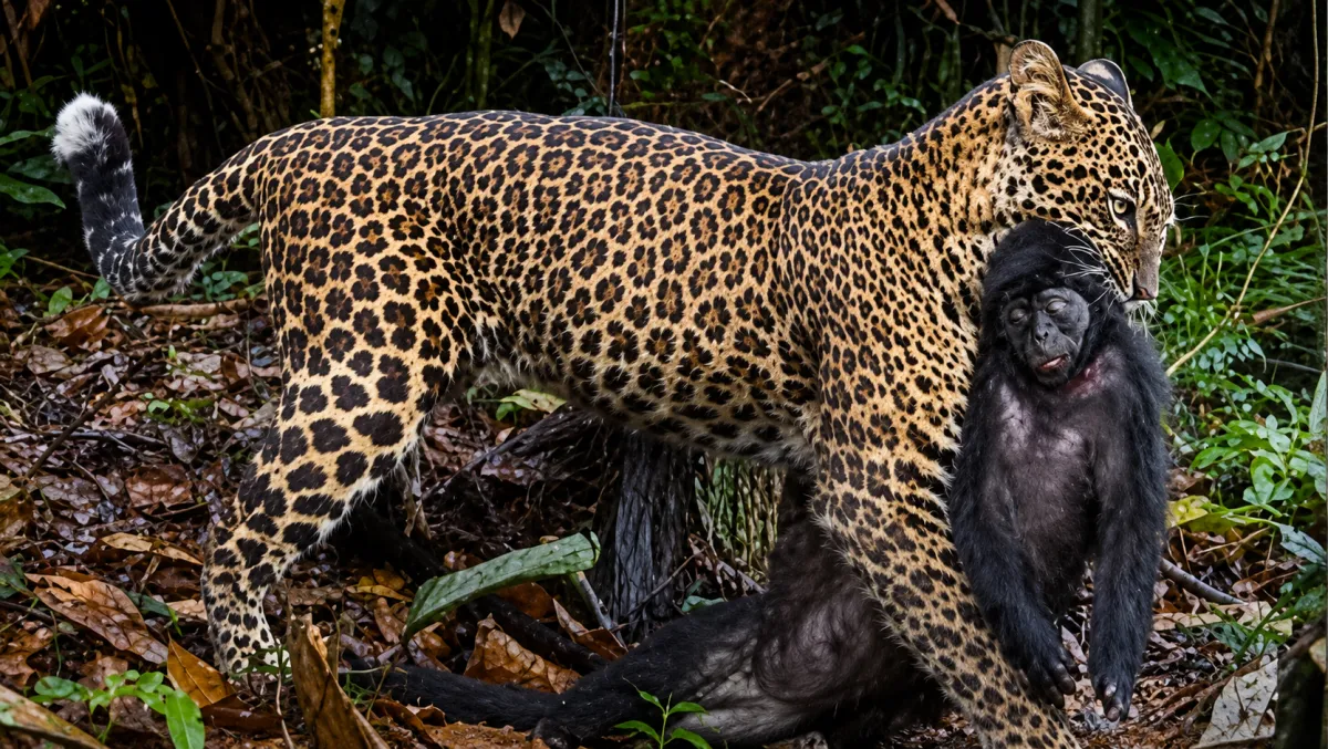 Mengintip Peran Vital Macan Tutul Jawa, Sang Predator Puncak di Taman Nasional Ujung Kulon
