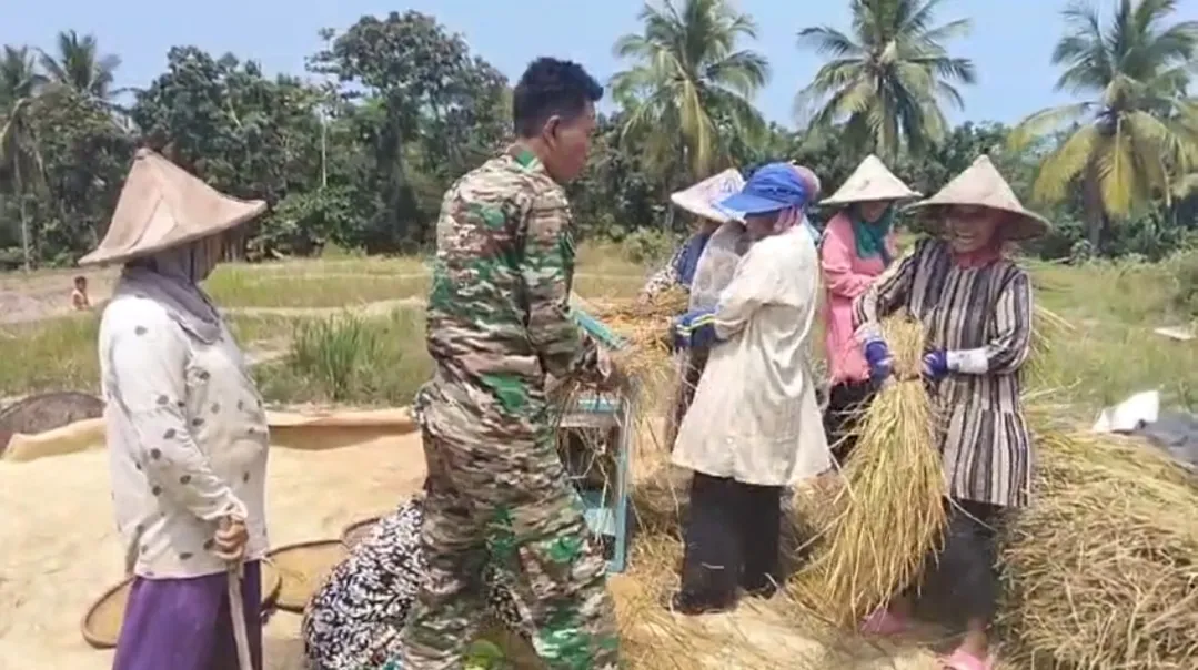 TNI AD Manunggal Air Tingkatkan Produktivitas Pertanian, 600 Hektare Sawah di Cimanggu Kini Bisa Tiga Kali Tanam dan Panen