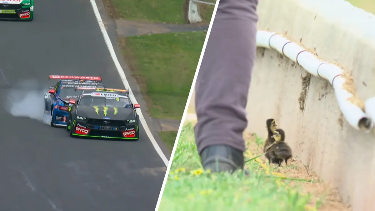 Bebek Liar Picu Tabrakan Unik Antar Juara Supercars di Bathurst