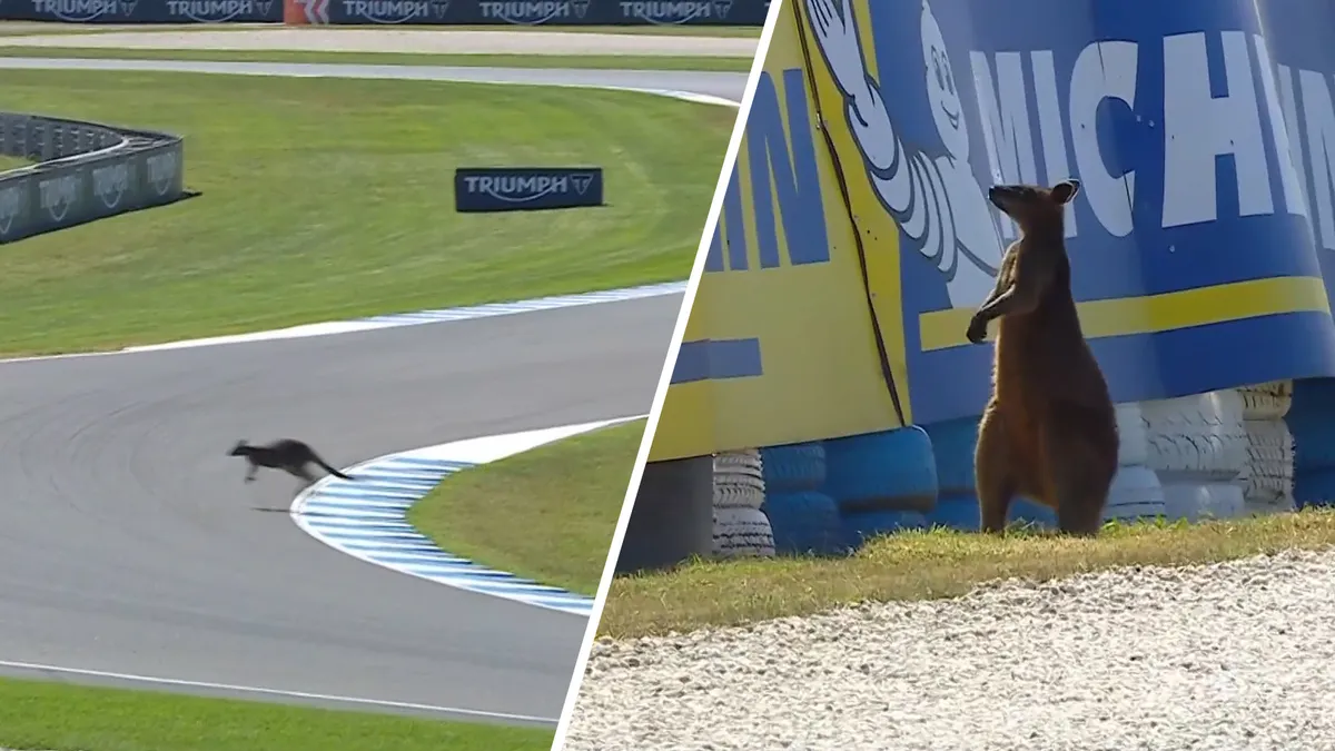 Kanguru Liar Hentikan Sesi MotoGP Australia di Phillip Island