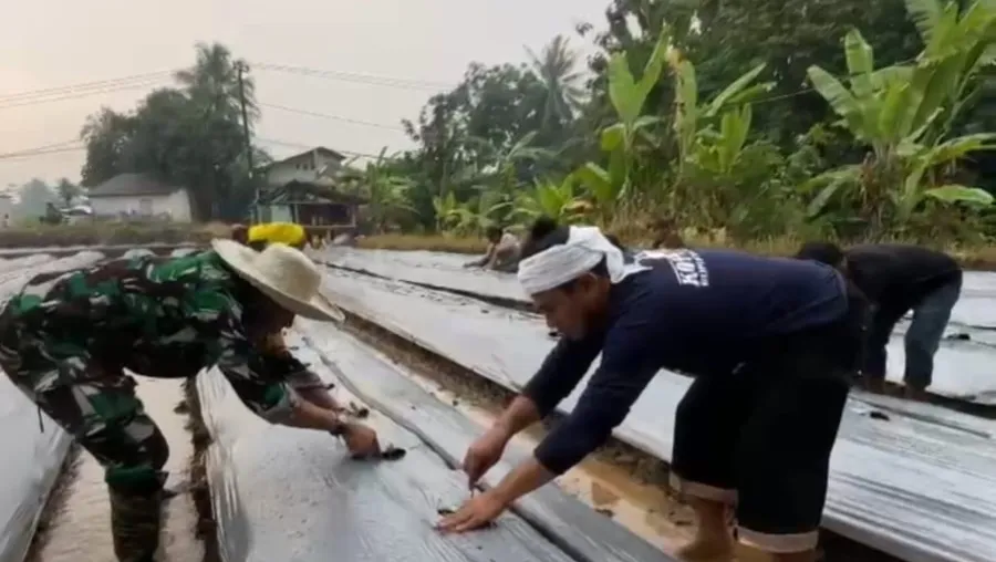 Koramil 0103/Banjar Kodim 0601/Pandeglang Perkuat Komsos dan Ketahanan Pangan melalui Pendampingan Kelompok Tani Desa Bandung