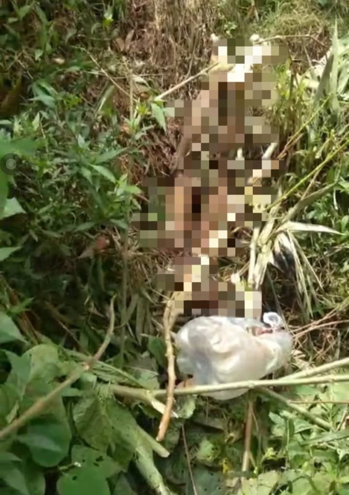 Mayat Pedagang Ayam Bakar Ditemukan di Lahan Pertanian Cinangsi Pangalengan, Diduga Korban Pembunuhan – Polisi Olah TKP
