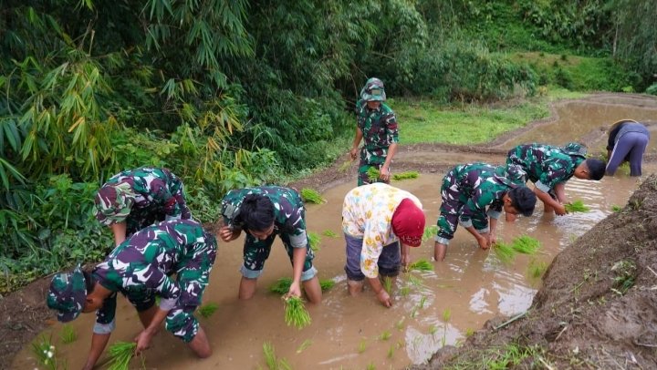 Satgas TMMD Ke-127 Kodim 0808/Blitar Tanam Padi Gotong Royong di Desa Krisik, Dukung Ketahanan Pangan Nasional