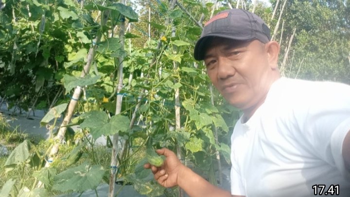 Kades Misran Tinjau Kebun Warga Penerima Bantuan Ketahanan Pangan di Desa Kualaraya