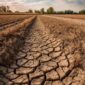 Ladang kekeringan akibat cuaca panas ekstrem setelah La Nina – Foto oleh Nusantara Media