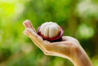 Buah Manggis