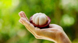 Buah Manggis