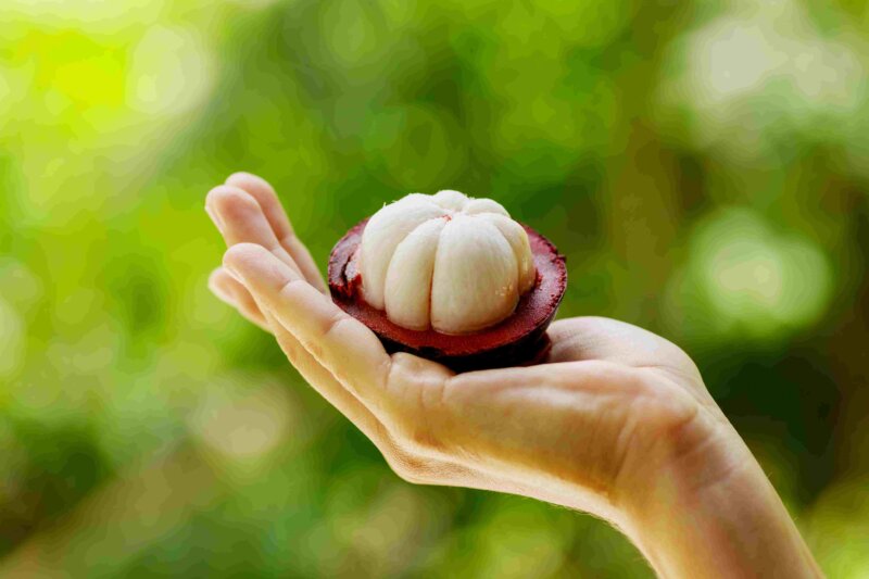 Buah Manggis