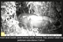 Tiga Badak Jawa Baru Ditemukan di TN Ujung Kulon, 