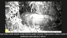 Tiga Badak Jawa Baru Ditemukan di TN Ujung Kulon, 