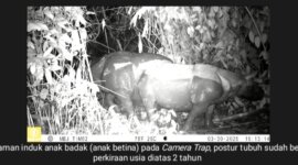 Tangkapan Foto Tiga Badak Jawa Baru Ditemukan di TN Ujung Kulon (Foto: TNUK)