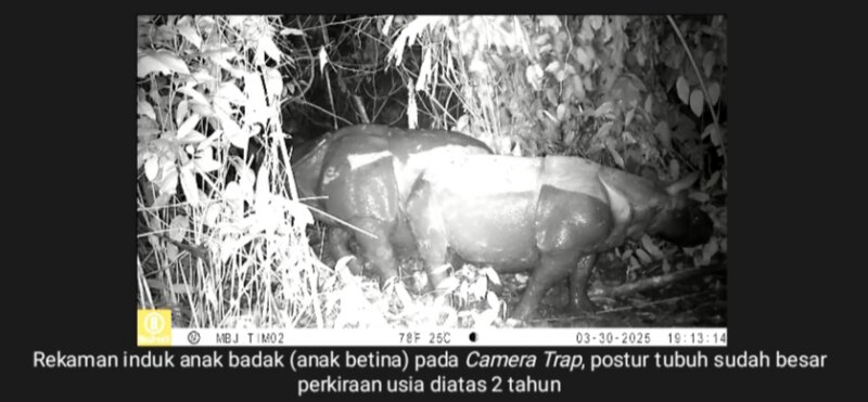 Tangkapan Foto Tiga Badak Jawa Baru Ditemukan di TN Ujung Kulon (Foto: TNUK)