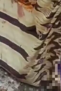 Petani di Musi Rawas Diserang Beruang Saat Menyadap Karet