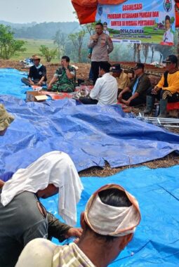 Polres Pandeglang Dukung Ketahanan Pangan melalui Penanaman Jagung Hibrida di Desa Cijakan